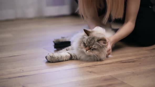 Unrecognizable Woman Combing Fur of a Fluffy Grey Cat on Floor
