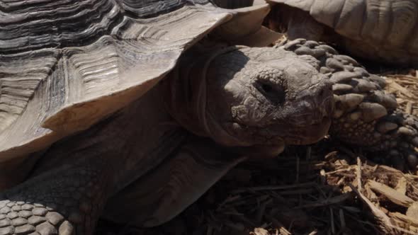 dolly shot of an african spurred tortoise