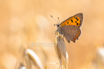 Small copper cereal field / Photodune, Misc