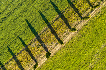 Cypress trees aerial / Photodune, Misc