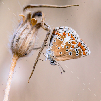 Brown argus bright background / Photodune, Misc