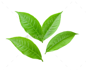 tea leaf isolated on white / Photodune, Misc