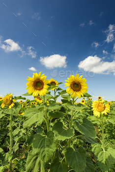 Sunflowers in Field at Summer / Photodune, Misc