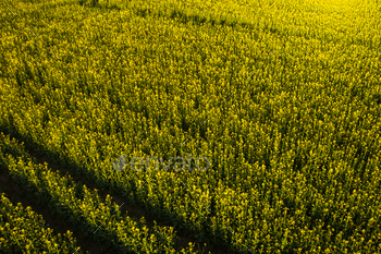 top view of a yellow rapeseed field after rain in Belarus, an agricultural area.The concept of / Photodune, Misc
