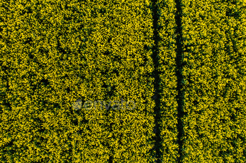 top view of a yellow rapeseed field in Belarus, an Agricultural area. aerial photography. Spring / Photodune, Misc