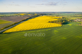 Top view of the yellow rapeseed field and the village. A sown field of rapeseed in Belarus.The / Photodune, Misc