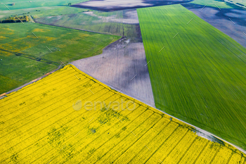 Top view of the yellow rapeseed field and the village. A sown field of rapeseed in Belarus.The / Photodune, Misc