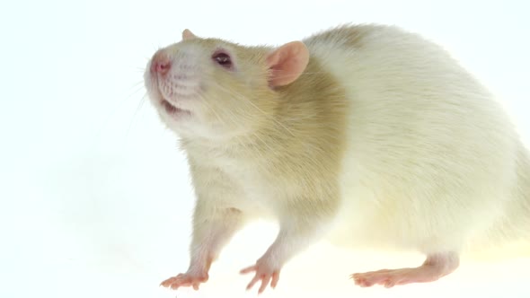 Decorative Cute Rat with Red Eyes Eating Isolated on a White Background in Studio