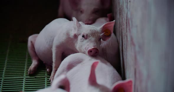 Pigs at Livestock Farm Pork Production Piglet Breeding