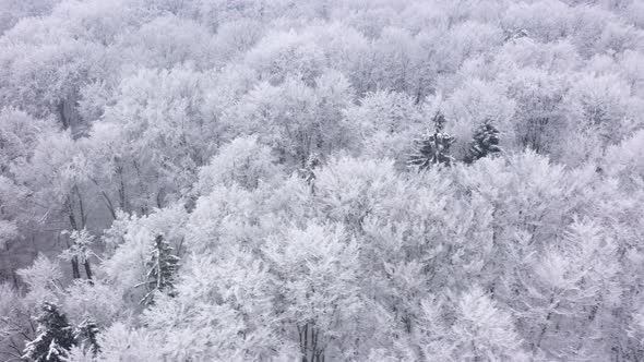 Aerial View of Fairy Snow Covered Trees in Winter