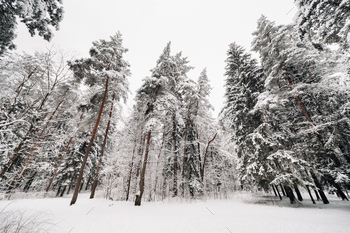 冬は雪に覆われた木々のある冬の森。クリスマスツリーにはたくさんの雪が降る / Photodune, Misc