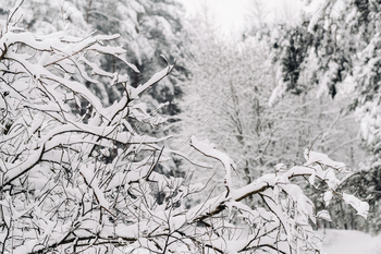 winter forest with snow-covered trees in winter.Lots of Snow on the Christmas trees / Photodune, Misc