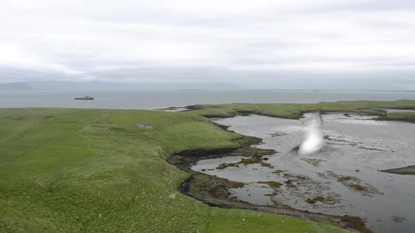 Flock Of Birds Flying Over Grassland At Flatey Island In Breidafjordur Bay, Northwestern Iceland. Ae