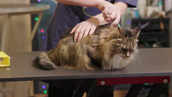 Bottom to top view of cat held in groomers hands to remove shed with brush