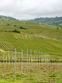 Vineyards of Monferrato near Acqui Terme at springtime