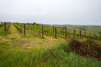 Vineyards of Monferrato near Acqui Terme at springtime