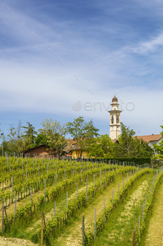 Vineyards of Monferrato near Gavi at springtime / Photodune, Misc