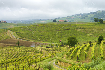 Vineyards of Monferrato near Acqui Terme at springtime