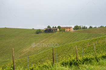 Vineyards of Monferrato near Acqui Terme at springtime