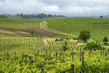 Vineyards of Monferrato near Acqui Terme at springtime