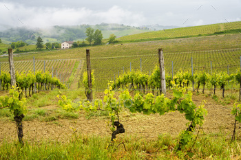 Vineyards of Monferrato near Acqui Terme at springtime