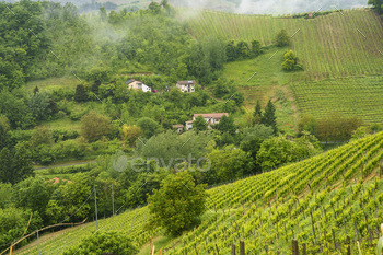 Vineyards of Monferrato near Acqui Terme at springtime