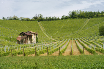 Vineyards of Monferrato near Gavi at springtime / Photodune, Misc