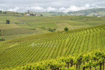 Vineyards of Monferrato near Acqui Terme at springtime