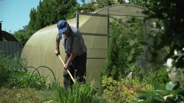 An elderly man works in the garden with gardening tools.