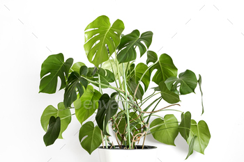 Monstera deliciosa or Swiss cheese plant in a white flower pot stands on a white background / Photodune, Misc