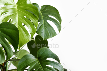 Monstera deliciosa or Swiss cheese plant in a white flower pot stands on a white background / Photodune, Misc