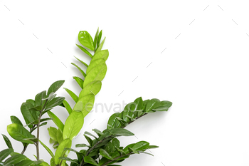 ZamioculcasZamiifoliaまたは白い植木鉢のZZ植物は明るい背景の上に立っています。 / Photodune, Misc