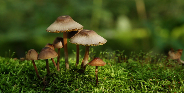 Mushrooms On Moss