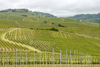 Vineyards of Monferrato near Acqui Terme at springtime