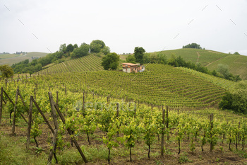 Vineyards of Monferrato near Acqui Terme at springtime