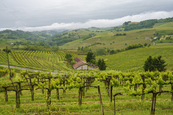 Vineyards of Monferrato near Acqui Terme at springtime