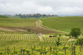 Vineyards of Monferrato near Acqui Terme at springtime