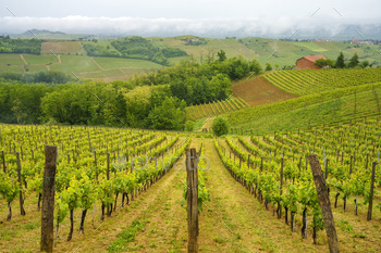 Vineyards of Monferrato near Acqui Terme at springtime