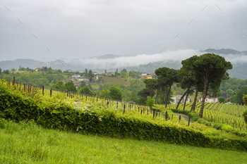 Vineyards of Monferrato near Acqui Terme at springtime