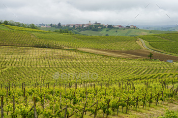 Vineyards of Monferrato near Acqui Terme at springtime