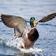 Duck Landing in Water
