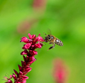 Bee flying to a red knotweed flower - PhotoDune Item for Sale