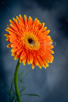 Fresh beautiful orange daisy flower blossom. Blooming flowers in spring / Photodune, Misc