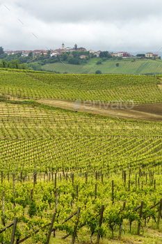 Vineyards of Monferrato near Acqui Terme at springtime