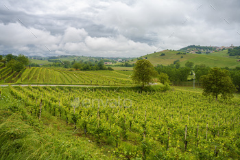 Vineyards of Monferrato near Acqui Terme at springtime