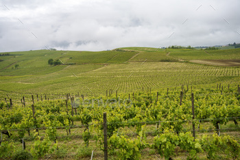 Vineyards of Monferrato near Acqui Terme at springtime