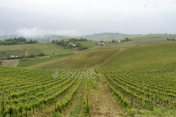 Vineyards of Monferrato near Acqui Terme at springtime