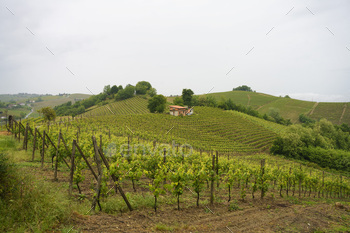 Vineyards of Monferrato near Acqui Terme at springtime