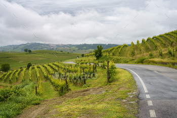 Vineyards of Monferrato near Acqui Terme at springtime