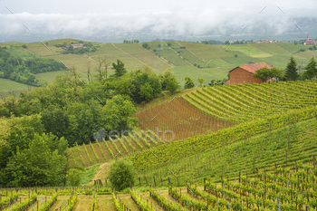 Vineyards of Monferrato near Acqui Terme at springtime